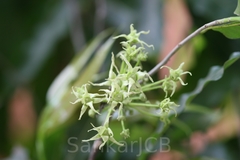 Polyalthia longifolia